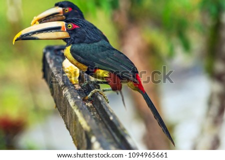 Yellow-throated toucan on a tree branch. Ramphastos ambiguus.