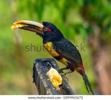 Yellow-throated toucan on a tree branch. Ramphastos ambiguus.