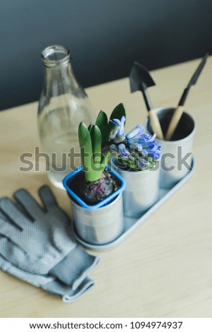 view from above of hyacinth mix plant, gardening tools, gloves and glass bottle with water on wooden table background, stock photo image
