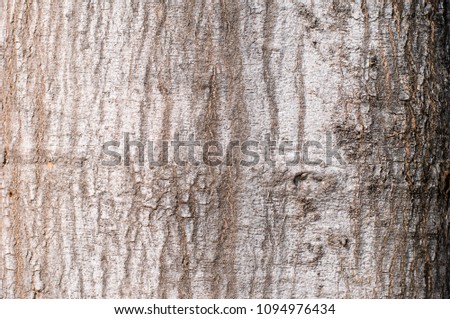 Hard wood bark texture for background