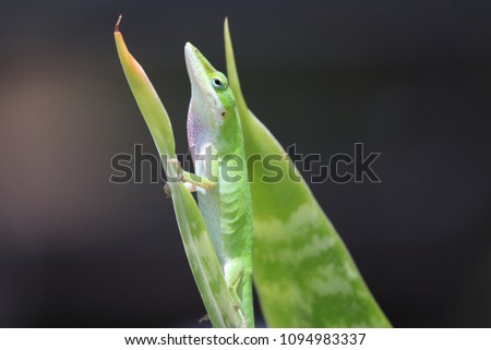 Cute tiny bright green anole lizard camouflaging color, shape, angle among succulent leaves.