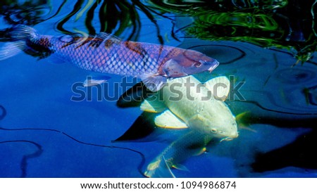 The colorful carp or Koi in the black pool