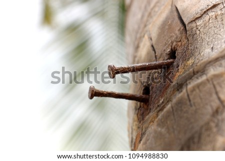 Nail ,nailed to the coconut tree