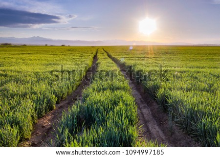 Looking down a dirt road in green fields with the sun illuminating a blue sky and mountains