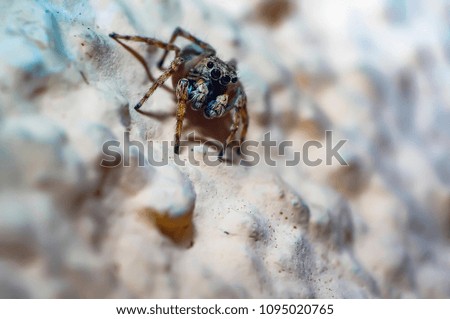 small jumping spider at housewall