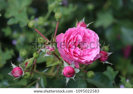Close up outdoor view of a group of pink roses in a public botanical garden in France during spring. Pattern of flowers with buds and green leaves. Natural image with vivid colors. Ornamental plant. 