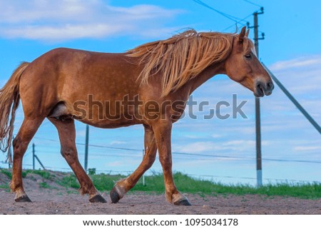 portrait of a horse against the sky