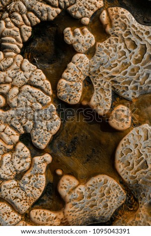 Abstract natural rocky background of the stones with spring water. Natural orange color texture of rock.