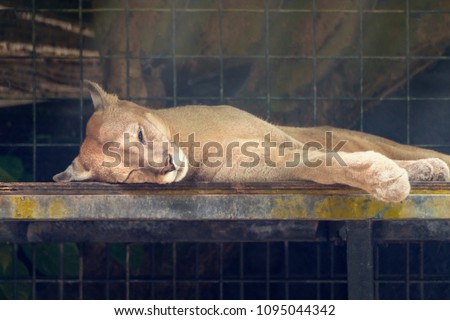 Puma sleeping in a metal cage