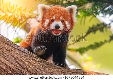 Red panda on a tree on a sunny day