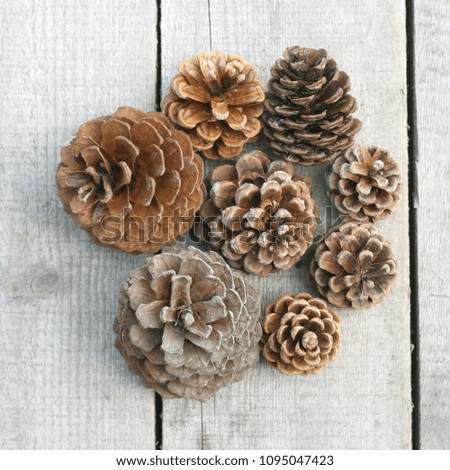 Pine cones of different sizes on the background of gray untreated boards