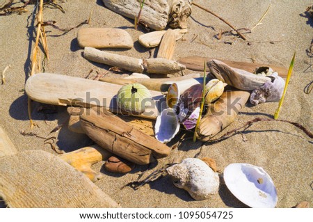 Shells, rocks and sticks on the sand background. Sea treasures. Summer finds.
