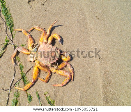 Crab on sand background. Sea treasures. Summer finds.