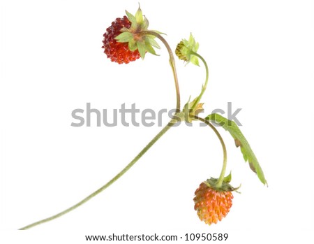 Wild strawberry on a white background it is isolated