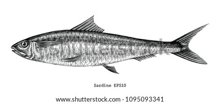 Sardine fish hand drawing vintage engraving illustration