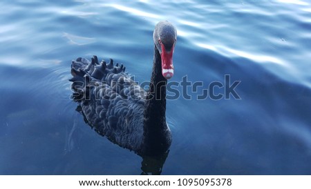 Black swan in the lake.