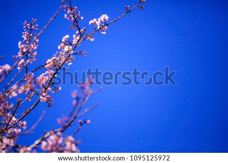 Beautiful Pink Sakura flower blooming  flowers with a blue sky backdrop.The image is perfect for text input.