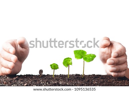 Growing Sapling coffee trees Hand Protect White background