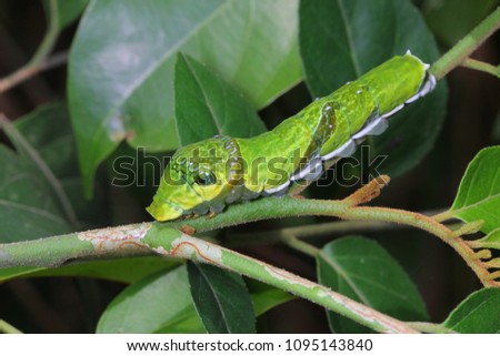 Lime Butterfly, Papilio demoleus malayanus caterpillar in habitat look like snake.