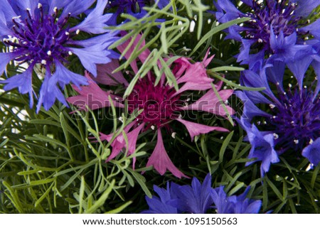 Selection  Blue Flowers Centaurea on top of each other forming  as background