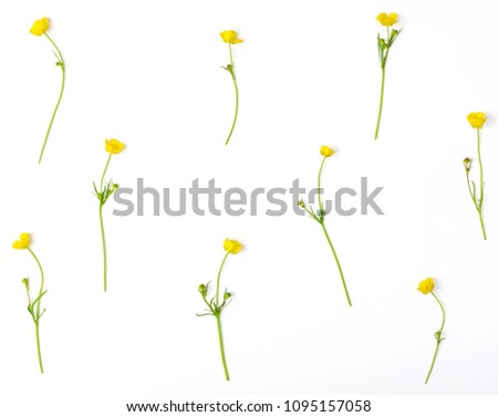 Floral pattern made of yellow buttercups flowers isolated on white background. Flat lay. Top view.