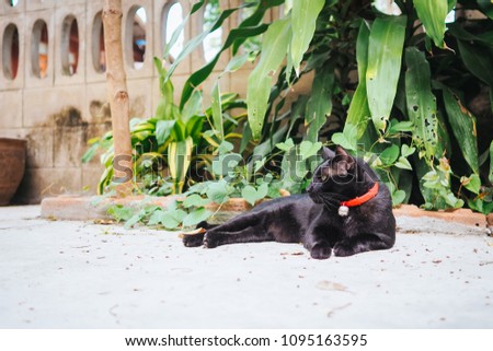 Beautiful black cat wearing red collar with small bell lying relax on old concrete floor in the garden under the tree.Looking at something intentionally.Old concrete wall as background.