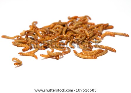 meal worms  on isolate Royalty-Free Stock Photo #109516583