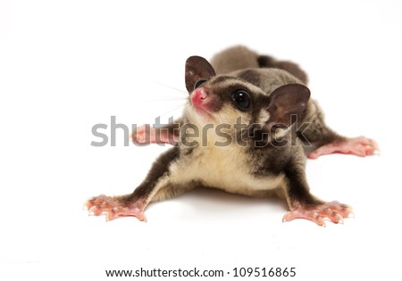 A close up of a sugar glider looking photographer on  isolate