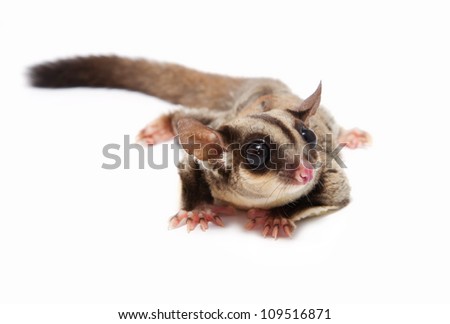 A close up of a sugar glider lying on the floor in isolate
