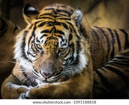 Tiger at rest 
