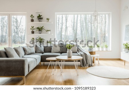 Plants on shelves next to a window in natural living room interior with grey corner sofa and table
