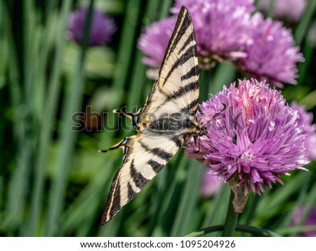 Close up photo of scarce swallowtail (Iphiclides podalirius).Colecting polen from  grass plant chives (Allium schoenoprasum)