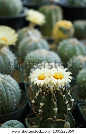 Abstract vintage picture style of white cactus flowers in flower pot, selected focus.