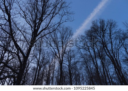 Dark night forest with blue sky background