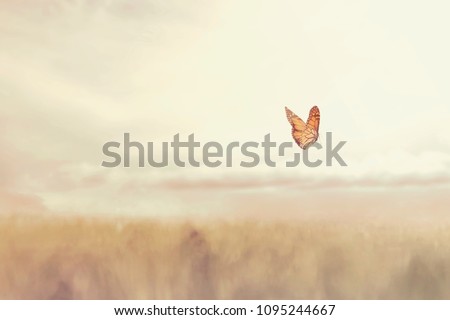 colorful butterfly flying free in the middle of nature