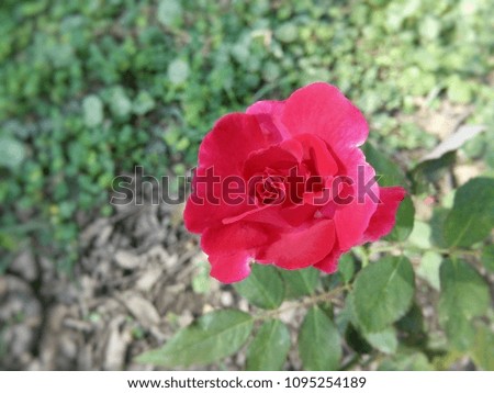 Red Rose flower in garden Thailand Phrae.