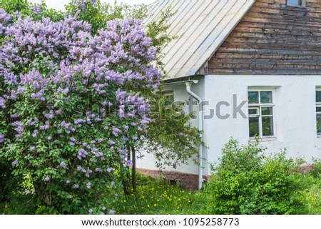 Lilacs near the village house - idyllic rustic picture