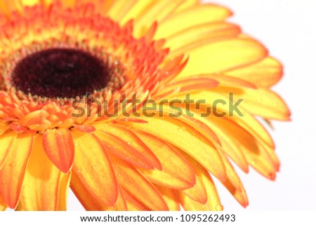 gerber daisy isolated on white background