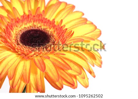 gerber daisy isolated on white background