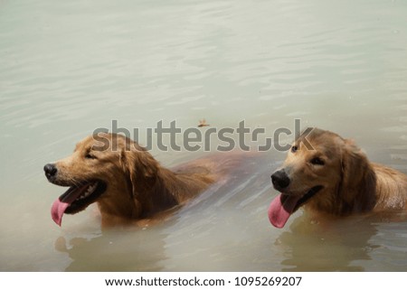 Cute golden retriever dog swims in the natural pond