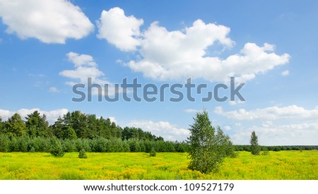 Green field in summertime