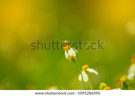 bee on white flower.