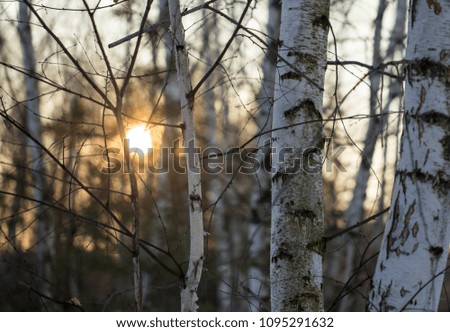 Sunset through the branches of trees in the forest