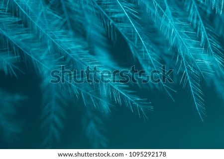 Blue feather as an abstract background