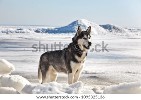Dog breed Siberian Husky standing on ice hummocks on baltic sea