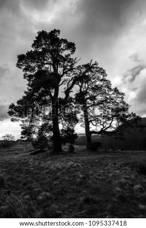 Black & White silhouette of pine trees on the slopes of Craig Meagaidh (Craig Meggy) at Aberarder in the Highlands of Scotland.