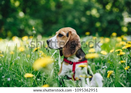 Side view of cute beagle puppy sitting in the green grass meadow with yellow flowers. Beautiful little dog in the field