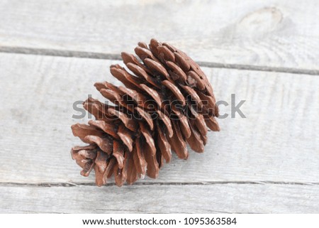 Pine cone on the background of gray untreated boards