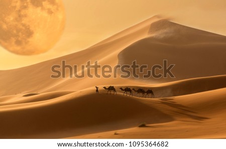 Caravan of camels in the Sahara desert during desert storm, Morocco. Fantastic scene in the picture.
