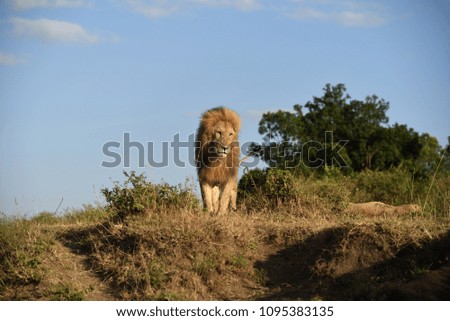 Majestic Male Lion standing on a mound in the African bush in Masai Mara, Kenya, Africa